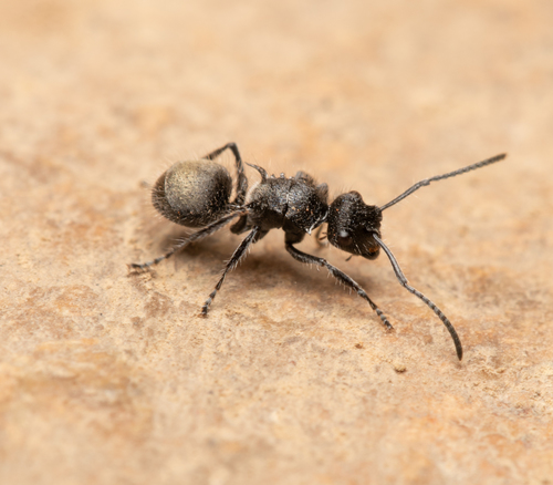 Polyrhachis heinlethiiPolyrhachis heinlethii