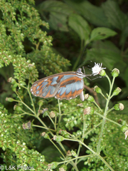 Oleria cyrene solida