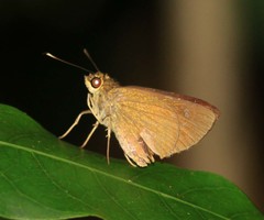 Isma umbrosa