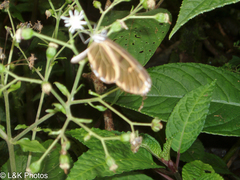 Oleria cyrene solida