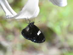 Euploea radamanthus