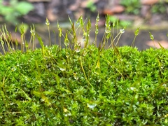 Bryophyta