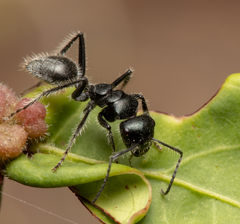 Calomyrmex albopilosus