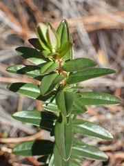 Hypericum cistifolium