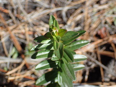 Hypericum cistifolium