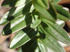 Hypericum cistifolium