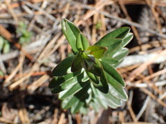 Hypericum cistifolium