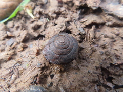 Helminthoglypta arrosa