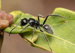 Calomyrmex albopilosus