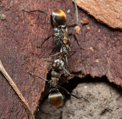 Polyrhachis trapezoidea