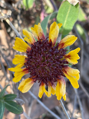 Gaillardia aestivalis