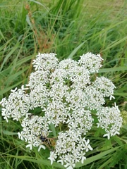 Heracleum sphondylium sphondylium