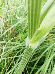 Heracleum sphondylium sphondylium
