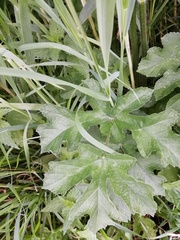 Heracleum sphondylium sphondylium
