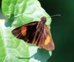 Koruthaialos rubecula