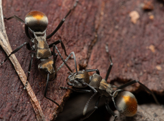 Polyrhachis trapezoidea