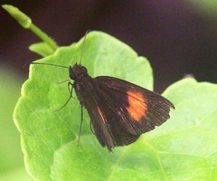 Koruthaialos rubecula