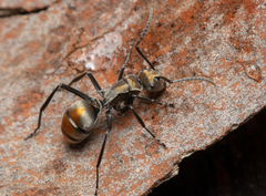 Polyrhachis trapezoidea