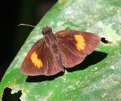 Koruthaialos rubecula