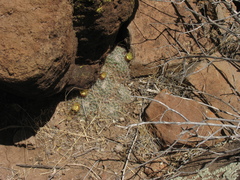 Mammillaria brandegeei