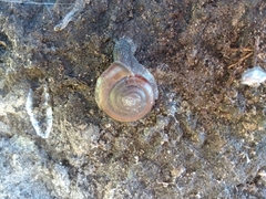 Helminthoglypta sequoicola consors