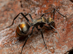 Polyrhachis trapezoidea