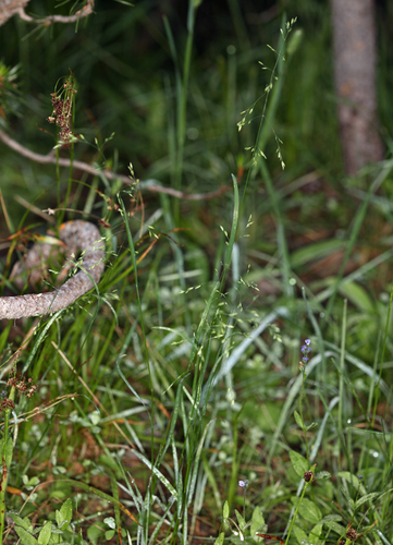 marsh bluegrass (Poa leptocoma)