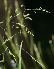 Poa leptocoma