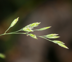 Poa leptocoma