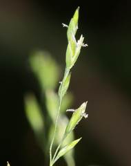 Poa leptocoma