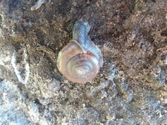 Helminthoglypta sequoicola consors