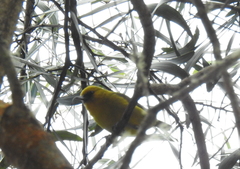 Hemignathus wilsoni