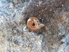 Helminthoglypta sequoicola consors