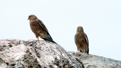 Falco rupicoloides