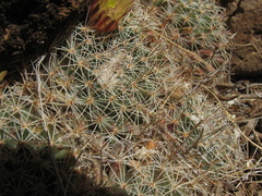 Mammillaria brandegeei