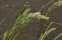 Poa macrantha