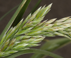 Poa macrantha