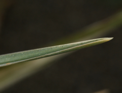 Poa macrantha