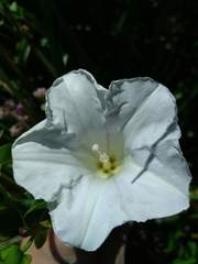 Calystegia sepium limnophila