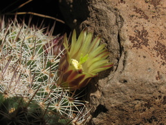 Mammillaria brandegeei