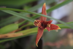 Maxillaria tenuifolia