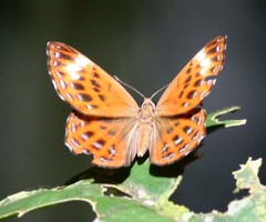Laxita thuisto