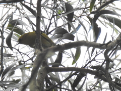 Hemignathus wilsoni