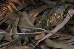 Timon lepidus ibericus