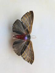 Hemileuca rubridorsa