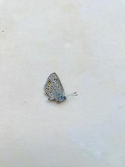 Icaricia lupini texanus