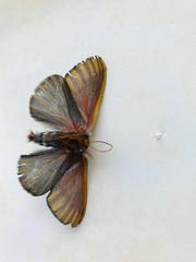 Hemileuca rubridorsa