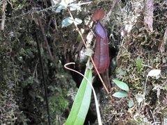 Nepenthes tentaculata