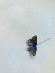 Icaricia lupini texanus