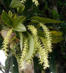 Anathallis linearifolia